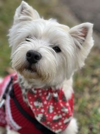 West highland terrier portrait 