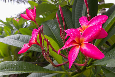 Close-up of wet pink flowers