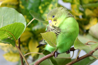 Close-up of parrot perching on tree