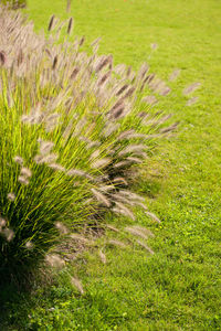 Close-up of grass on field