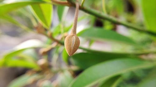 Close-up of fresh green plant