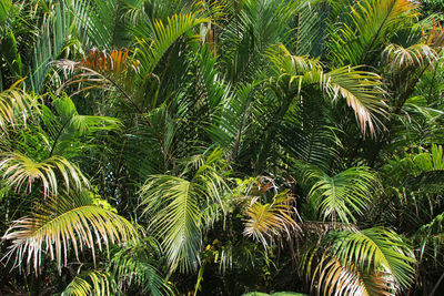 Palm trees in sunlight