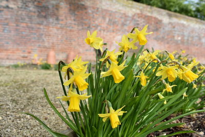 Close-up of yellow flowering plant
