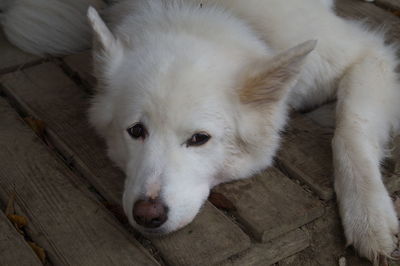 High angle view of dog relaxing on wood