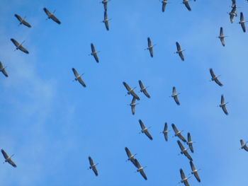 Low angle view of birds flying