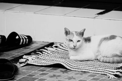 Portrait of cat resting on tiled floor