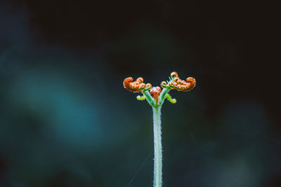 Close-up of wet flower buds on plant