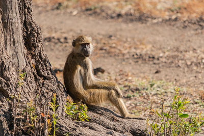 Baboon sitting on a tree