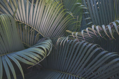 High angle view of plant leaves on land