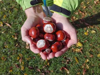 High angle view of hand holding chestnuts