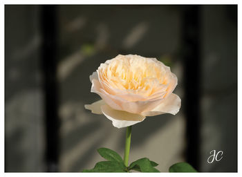 Close-up of rose flower