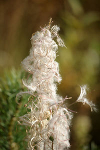 Close-up of wilted flower