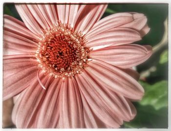 Close-up of flowers blooming outdoors