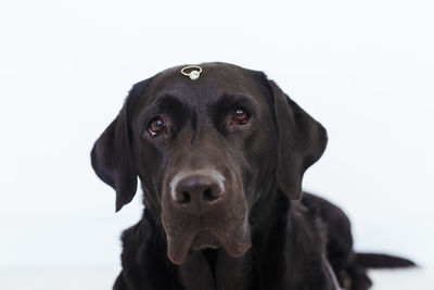 Close-up portrait of black dog against white background