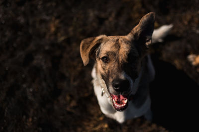 Close-up portrait of dog on field