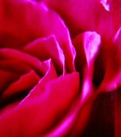 Macro shot of pink flower