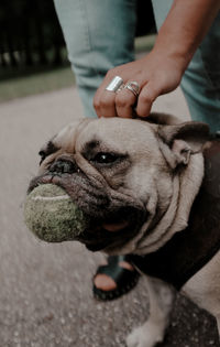 Close-up of hand holding small dog