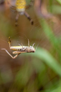 Close-up of spider on web