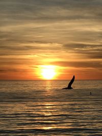 Silhouette bird flying over sea against sky during sunset in santa monica 