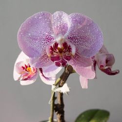 Close-up of flowers against blurred background