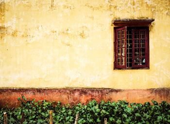 Plants growing on wall of old building