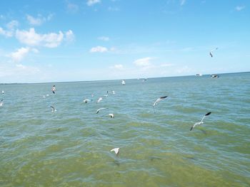 Seagulls flying over sea against sky
