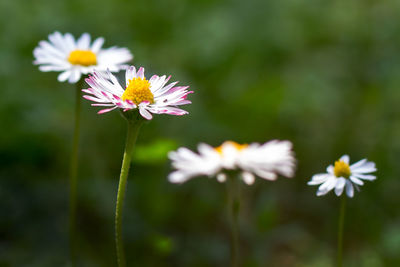 Close-up of white daisy flowers