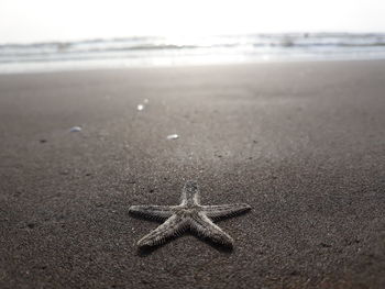 Starfish on the beach