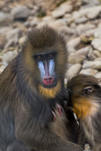 Mandrill nursing baby