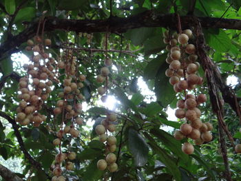 Low angle view of fruits hanging on tree