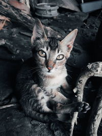 Portrait of cat sitting on floor