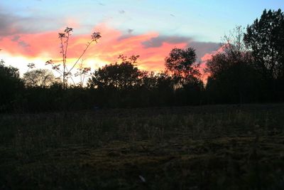 Silhouette trees on field against sky during sunset