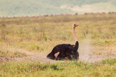 Side view of a ostrich on field