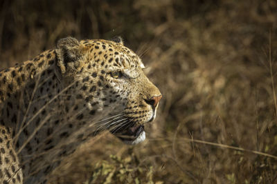 Close-up of cat looking away