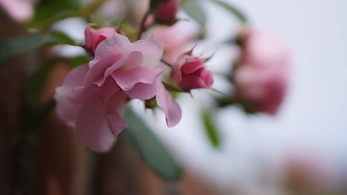 Close-up of pink flowers