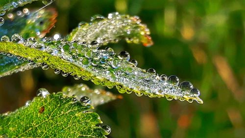 Close-up of water drops on frozen plant