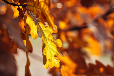 Close-up of yellow maple leaves