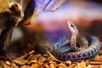 Close-up of garter snake
