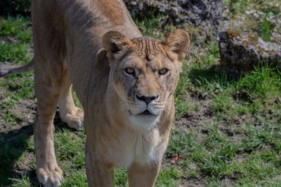 Portrait of a lion