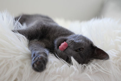 Close-up of a cat lying on bed