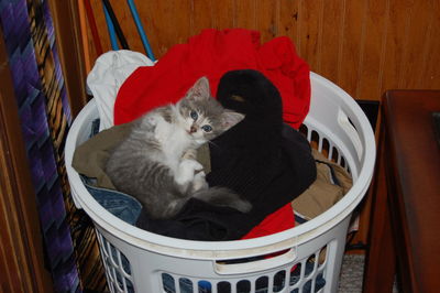 High angle view of a cat in basket at home