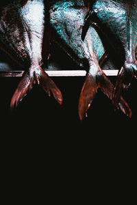 Close-up of fish for sale