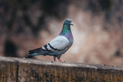 Close-up of bird perching on a wall