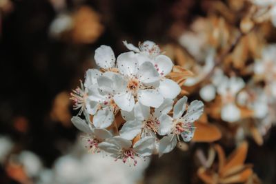 Close-up of white cherry blossom tree