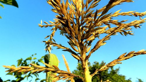 Low angle view of tree against clear sky