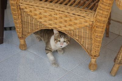 Cat in basket on tiled floor