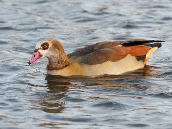 Close-up of duck swimming in lake