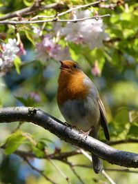 Close-up of bird perching on branch