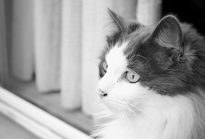 Close-up of cat looking away