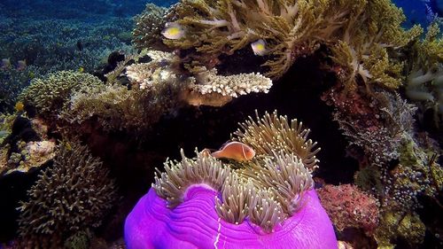 Close-up of coral in sea